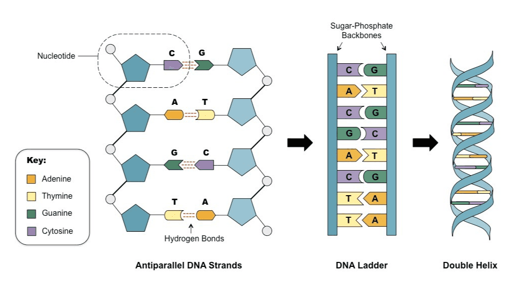 Sugar-Phosphate Backbones Nucleotide с G A T A T С G NNNNN А Key: Adenine С G Thymine T A Guanine T А Cytosine Hydrogen Bonds Antiparallel DNA Strands DNA Ladder Double Helix 