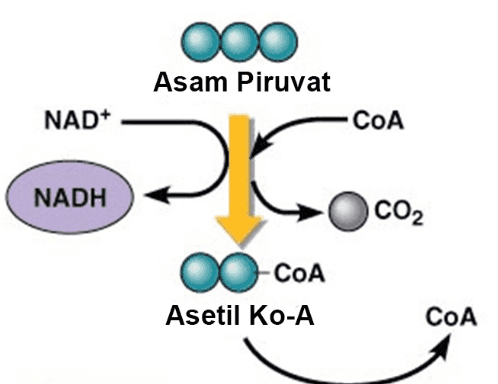 000 Asam Piruvat -COA NAD+ co NADH CO2 CoA Asetil Ko-A COA 