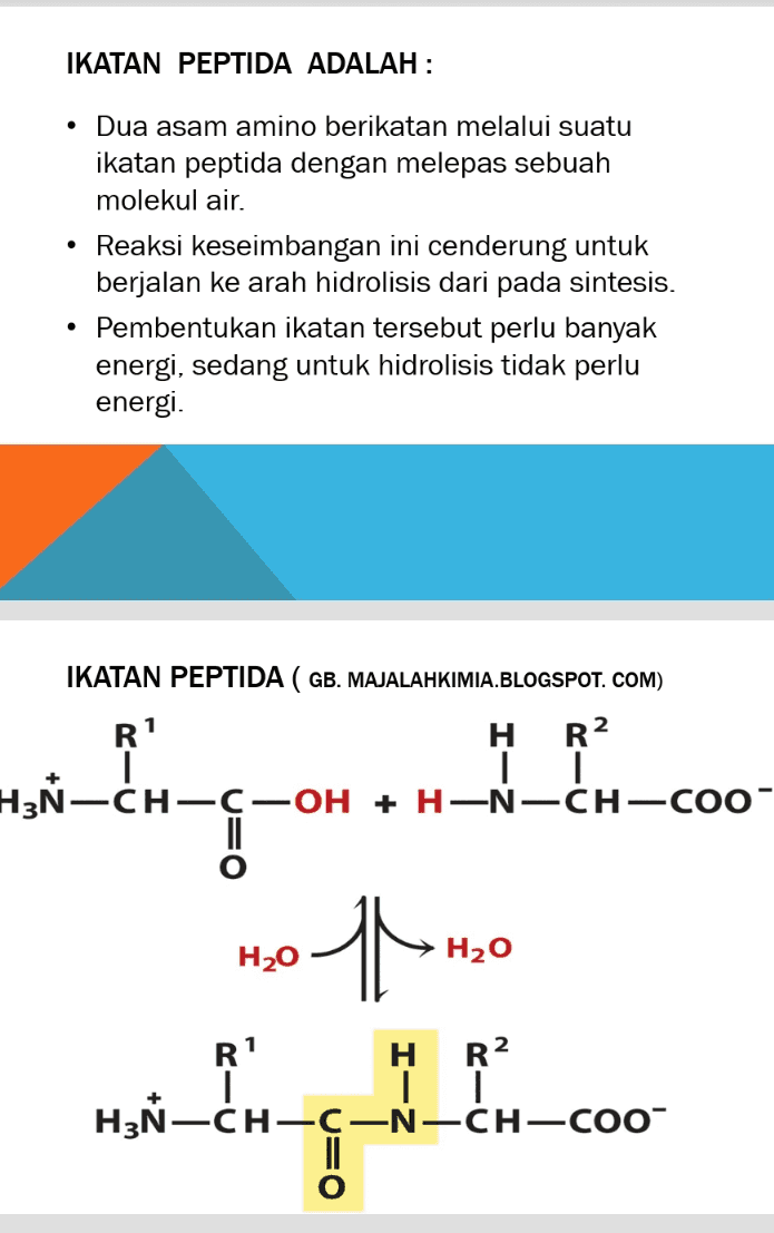 IKATAN PEPTIDA ADALAH : • Dua asam amino berikatan melalui suatu ikatan peptida dengan melepas sebuah molekul air. • Reaksi keseimbangan ini cenderung untuk berjalan ke arah hidrolisis dari pada sintesis. • Pembentukan ikatan tersebut perlu banyak energi, sedang untuk hidrolisis tidak perlu energi. IKATAN PEPTIDA ( GB. MAJALAHKIMIA.BLOGSPOT. COM) R' H R2 H3Ñ-CH- -С —он + Н—N—CH —Со" H20 H20 R1 H R2 H3Ñ-CH-c-N-CH- CoO" 